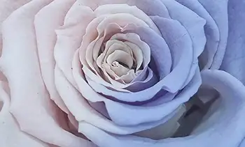 Almaflor Večný Ružová konzervované rainbow Bicolor dome s Večným Rose konzervované Bicolor dúha. Vyrobené v Španielsku.