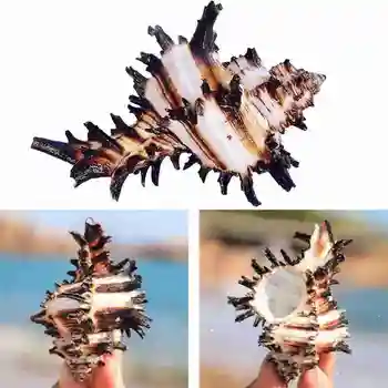 Prírodné Čierne Tisíc Strane Conch Shell Jednorožec Slimák Akváriu Dekorácie Vzor Domov Ryby Nádrže Ozdoby