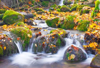 Laeacco Rock Creek Vody Opadané Lístie Prírodnej Krajiny Zobraziť Fotografiu Na Pozadí Prispôsobené Fotografie Pozadia Pre Photo Studio