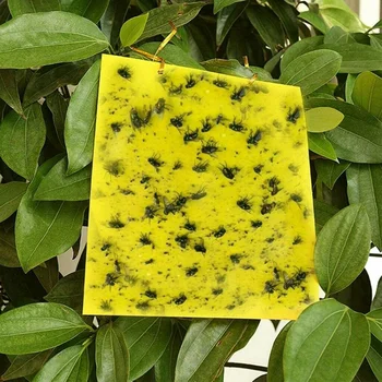 100ks Sticky Fly Trap Papier Žltý Pasce Ovocné Mušky Hmyzu Lepidlo Catcher-Obojstranné 20X15cm