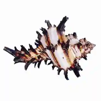 Prírodné Čierne Tisíc Strane Conch Shell Jednorožec Slimák Akváriu Dekorácie Vzor Domov Ryby Nádrže Ozdoby