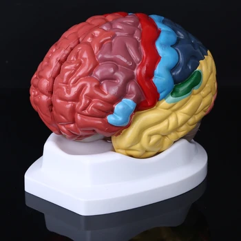 Život Veľkosť Ľudského Mozgu Funkčná Oblasť Model Anatómie pre Vedu Triede Štúdia Zobrazenie Učebných Sochy Školy