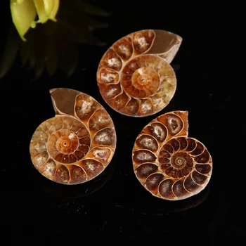 2PC Prírodný Kryštál Kremeňa Split Ammonite Fosílnych Vzor Shell Uzdravenie Dekorácie Madagaskar Kamene a Minerály Domova