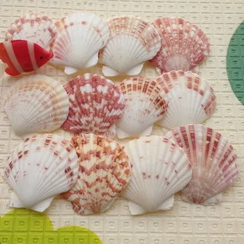 20Pcs/set Akváriu Dekorácie 4-6typ Mix Prírodné Sea Shell Stredozemnom Štýle DIY Pláži Škrupiny Remesiel akvárium Dekor Ozdoby