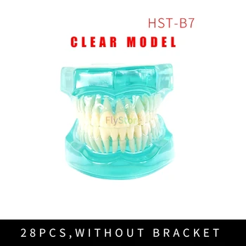 Zubné učenie sa učiť model zubné orthodontics ortodontická model starostlivosť o ústnu dutinu výskumu model vhodný pre zubár komunikácie modle