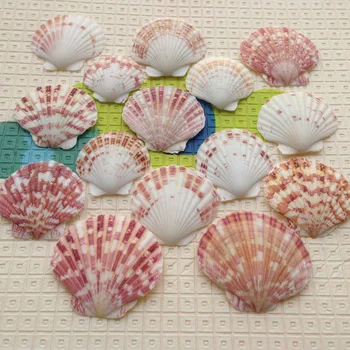 20Pcs/set Akváriu Dekorácie 4-6typ Mix Prírodné Sea Shell Stredozemnom Štýle DIY Pláži Škrupiny Remesiel akvárium Dekor Ozdoby