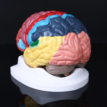 Život Veľkosť Ľudského Mozgu Funkčná Oblasť Model Anatómie pre Vedu Triede Štúdia Zobrazenie Učebných Sochy Školy